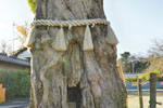 前玉神社のイヌマキ-02