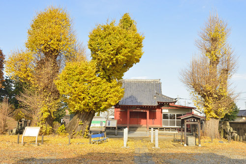 真名板薬師堂の公孫樹-01