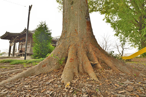野氷川神社のケヤキ-01