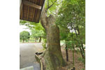 馬見塚神明社のケヤキ-05
