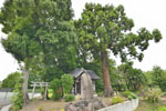 田長神社のスギ-03