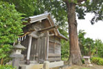 田長神社のスギ-04