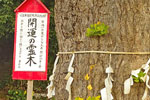 永明寺のイチョウ-02