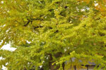 永明寺のイチョウ-05