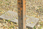 永明寺のイチョウ-09