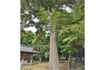 上平野八幡神社のモミ-02