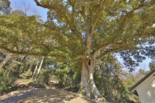 高野倉八幡神社のイチイガシ-01
