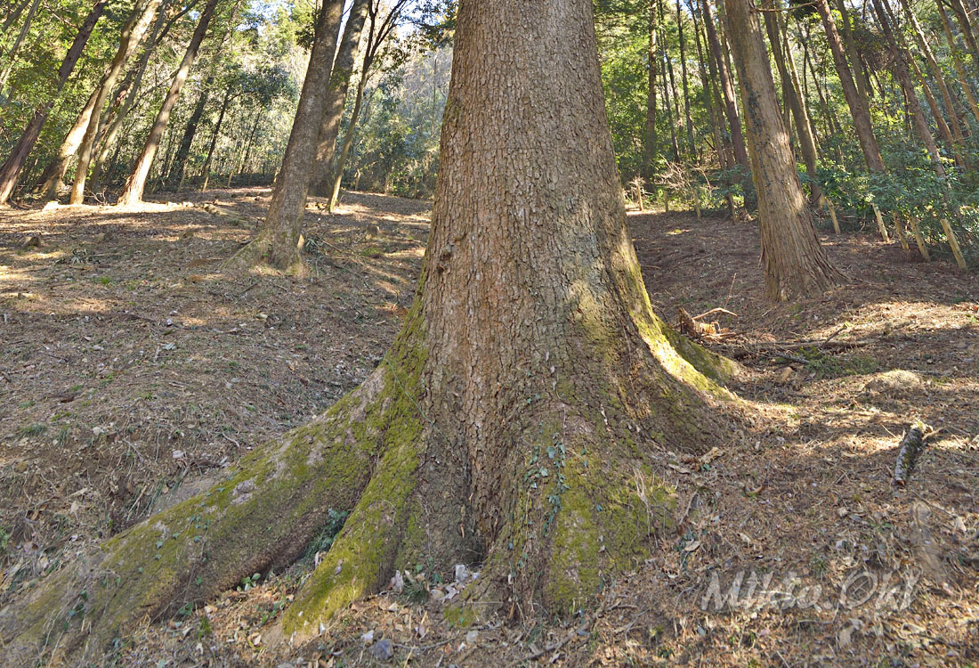 埼玉県の巨木 高野倉のモミ