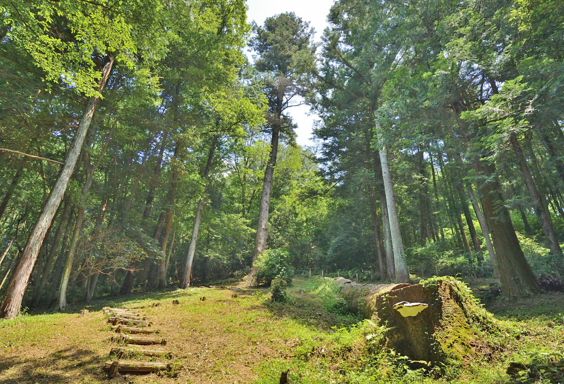 埼玉県の巨木 高野倉のモミ