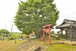 宮鼻八幡神社の大ケヤキ-06