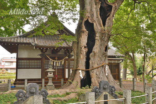 城山稲荷神社のケヤキ-01
