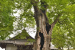 城山稲荷神社のケヤキ-03