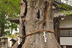 城山稲荷神社のケヤキ-04