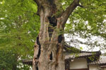 城山稲荷神社のケヤキ-05