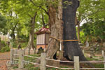 城山稲荷神社のケヤキ-06