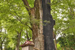 城山稲荷神社のケヤキ-07