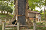 城山稲荷神社のケヤキ-08