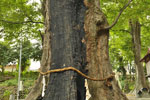 城山稲荷神社のケヤキ-09