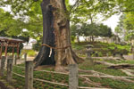 城山稲荷神社のケヤキ-10