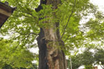 城山稲荷神社のケヤキ-11