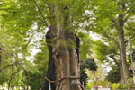 城山稲荷神社のケヤキ-12