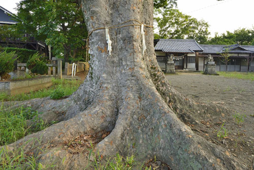 城山八坂神社のケヤキ-01