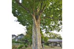 城山八坂神社のケヤキ-02