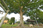 城山八坂神社のケヤキ-03