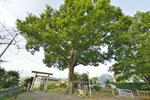 城山八坂神社のケヤキ-05