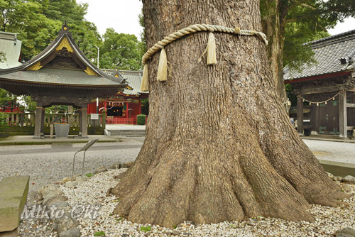 本庄金鑚神社のクスノキ-01