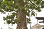 本庄金鑚神社のクスノキ-03