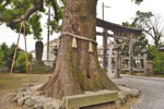 本庄金鑚神社のクスノキ-04