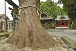 本庄金鑚神社のクスノキ-05