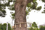 本庄金鑚神社のクスノキ-08