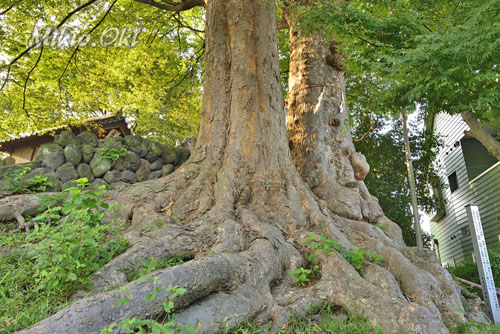 仲町愛宕神社のケヤキ-01