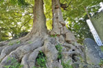 仲町愛宕神社のケヤキ-03