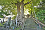 仲町愛宕神社のケヤキ-04