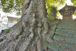 仲町愛宕神社のケヤキ-06