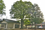 西富田金鑚神社のケヤキ-03