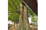 西富田金鑚神社のケヤキ-05