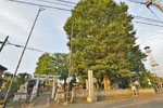 牧西八幡大神社のケヤキ-02