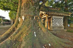 牧西八幡大神社のケヤキ-05