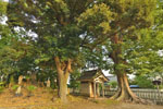 牧西八幡大神社のケヤキ-06