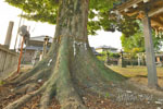 牧西八幡大神社のケヤキ-08