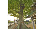 牧西八幡大神社のケヤキ-09
