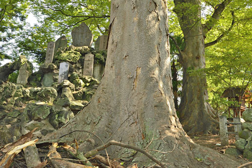 東石清水八幡神社のケヤキ-01