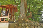 東石清水八幡神社のケヤキ-04