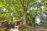 東石清水八幡神社のケヤキ-05