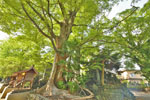 東石清水八幡神社のケヤキ-06