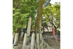 東石清水八幡神社のケヤキ-07